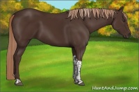 Horse Color:Liver Chestnut Tobiano 