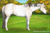 Horse Color:White Spotted Amber Champagne Dun Rabicano 