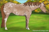 Horse Color:Chestnut Ice 