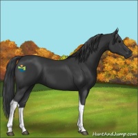 Horse Color:Black Tobiano 