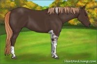Horse Color:Liver Chestnut Tobiano