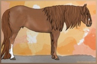 Horse Color:Chestnut 