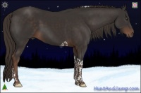 Horse Color:Liver Chestnut Tobiano