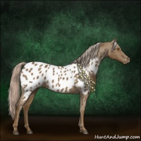 Horse Color:Chocolate Palomino Roan Appaloosa 