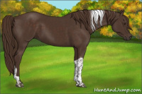 Horse Color:Liver Chestnut Tobiano 