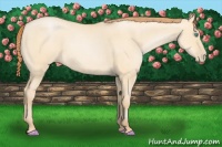 Horse Color:Buckskin Pearl Dun 