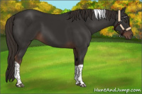 Horse Color:Liver Chestnut Tobiano