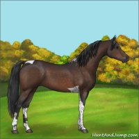 Horse Color:Brown Tobiano 