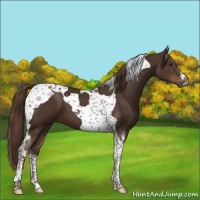 Horse Color:Liver Chestnut Tobiano 