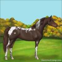 Horse Color:Liver Chestnut Tobiano 