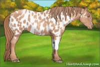 Horse Color:Gold Champagne Appaloosa  and Gold Champagne Appaloosa 