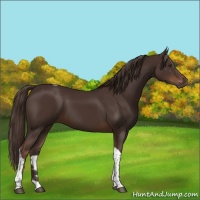 Horse Color:Liver Chestnut Tobiano 