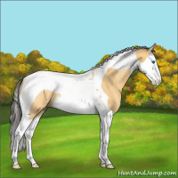Horse Color:Buckskin Roan Dun Splash Tobiano Rabicano 
