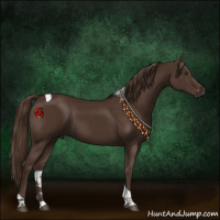 Horse Color:Liver Chestnut Tobiano