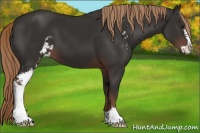 Horse Color:Liver Chestnut Sabino 