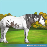 Horse Color:Brown Sabino Splash Tobiano Appaloosa 