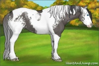Horse Color:White Spotted Grullo Splash Tobiano