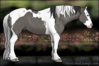 Horse Color:Grullo Splash Tobiano