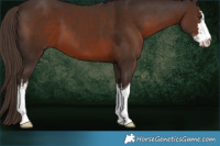 Horse Color:White Spotted Liver Chestnut 