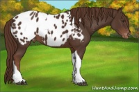 Horse Color:Liver Chestnut Tobiano Appaloosa