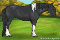 Horse Color:Black Sabino Tobiano