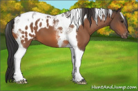 Horse Color:Bay Tobiano Blanket 