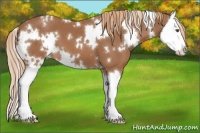 Horse Color:White Spotted Chestnut Splash 