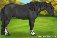 Horse Color:Black  and Black 