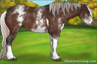 Horse Color:Gray White Spotted Silver Bay Tobiano Rabicano 