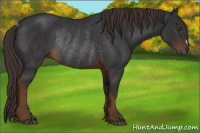 Horse Color:Gray Liver Chestnut Rabicano 