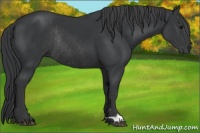 Horse Color:Black Rabicano 