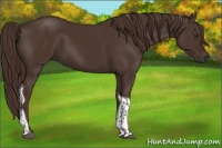 Horse Color:Liver Chestnut Tobiano