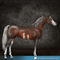 Horse Color:White Spotted Silver Brown 
