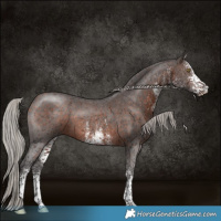 Horse Color:White Spotted Silver Brown