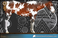 Horse Color:White Spotted Brown Sabino 