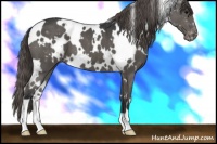 Horse Color:White Spotted Grullo Appaloosa 