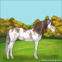Horse Color:White Spotted Bay Splash Appaloosa 