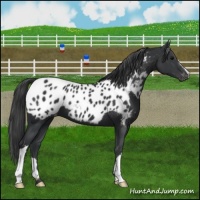 Horse Color:Black Appaloosa 