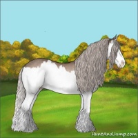 Horse Color:Silver Brown Dun Splash Rabicano 