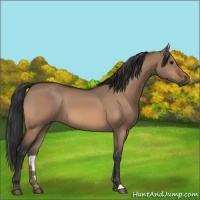 Horse Color:Bay Dun