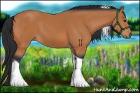 Horse Color:Bay Tobiano 