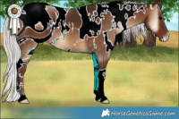 Horse Color:ERROR: UNKNOWN ANOMALY