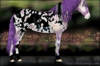 Horse Color:Watercolor White Spotted Buckskin Onyx Appaloosa 