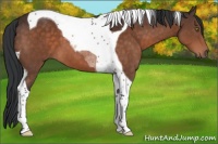 Horse Color:Brown Tobiano 