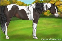 Horse Color:Gray Liver Chestnut Splash Tobiano 