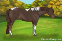 Horse Color:Liver Chestnut Tobiano