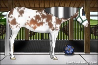 Horse Color:White Spotted Bay Splash