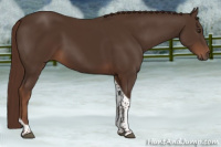 Horse Color:Liver Chestnut Tobiano