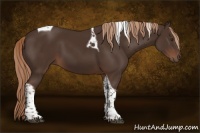 Horse Color:Liver Chestnut Tobiano 