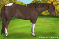 Horse Color:Liver Chestnut Tobiano
